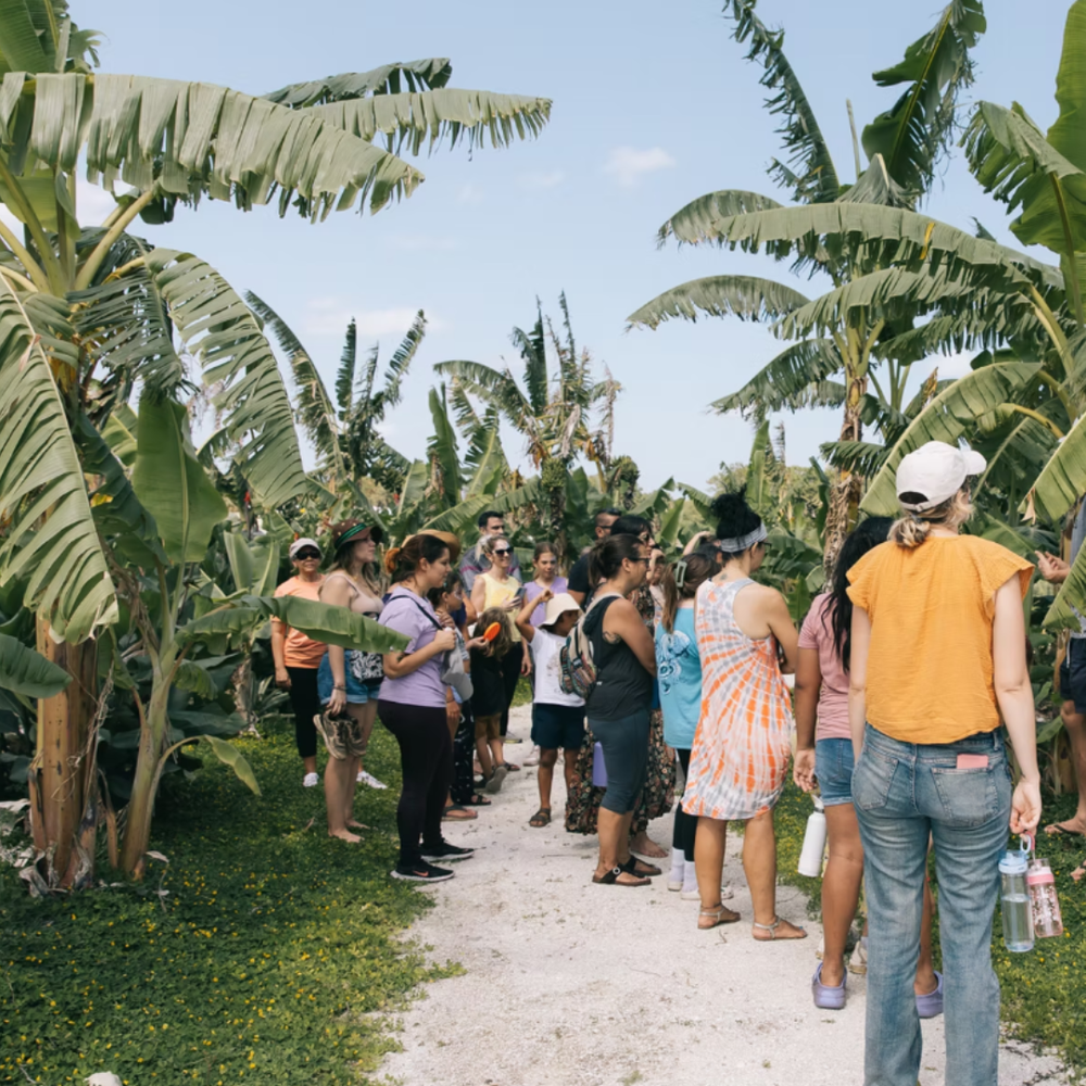 Freedom Farm Academy (Demo Center)